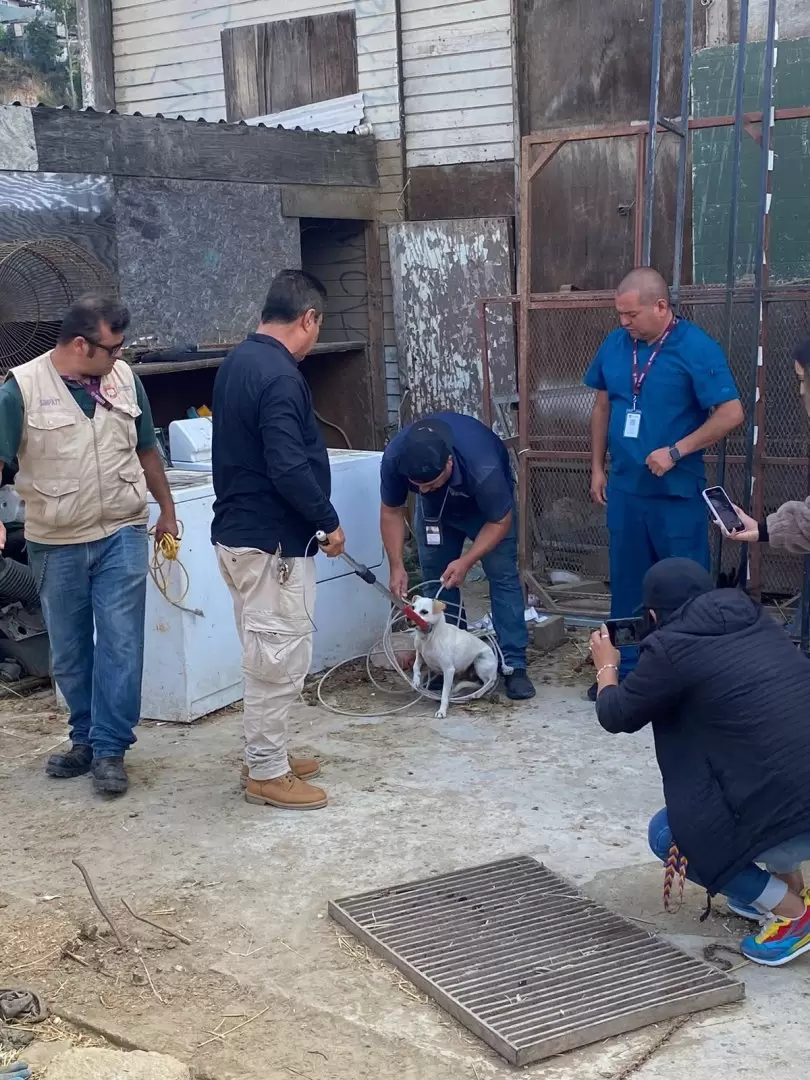 Animales vctimas de maltrato