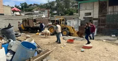 Animales vctimas de maltrato