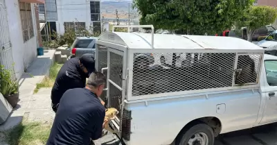 Rescate de 18 canes en estado de desnutricin y hacinamiento