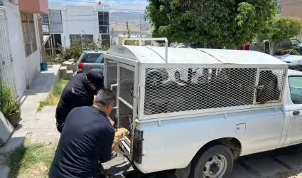 Rescate de 18 canes en estado de desnutricin y hacinamiento