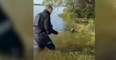 Polica ayuda a perro