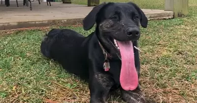 Perra recibe Rcord Guinness por tener la lengua ms grande del mundo