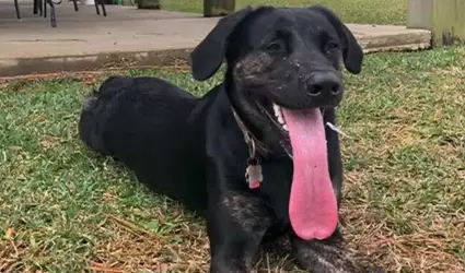 Perra recibe Rcord Guinness por tener la lengua ms grande del mundo