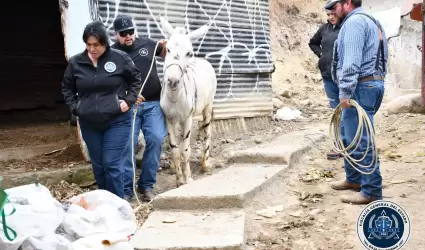 Rescate de burras pintadas de cebra