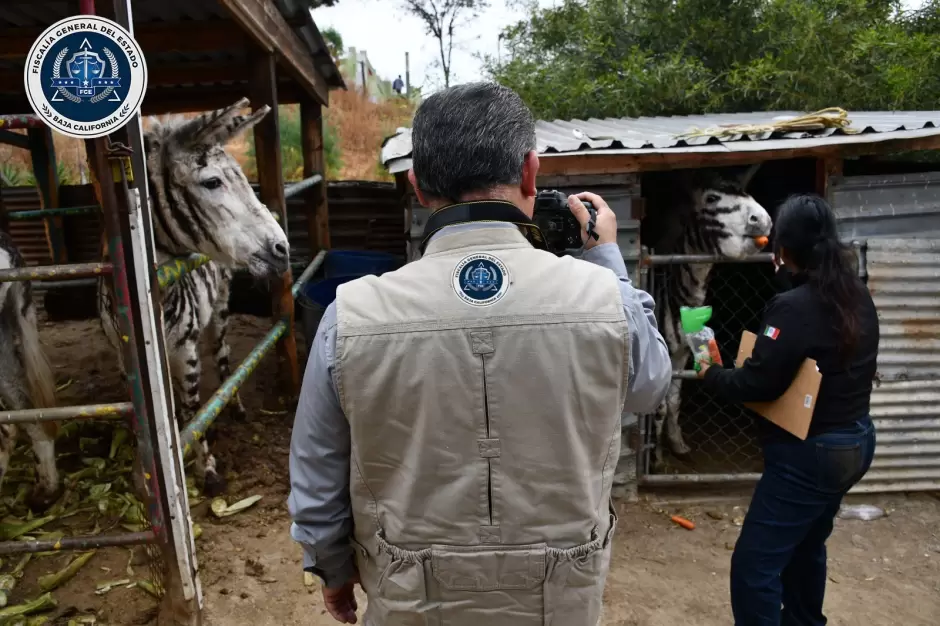 Rescate exitoso por maltrato animal