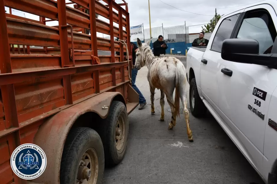 Rescate exitoso por maltrato animal