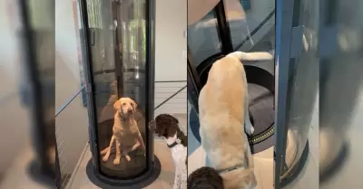 Perro se vuelve viral por tener su propio elevador