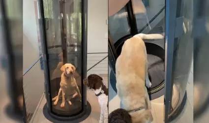 Perro se vuelve viral por tener su propio elevador