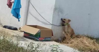 Perro muere por golpe de calor