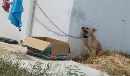 Perro muere por golpe de calor