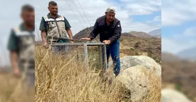 Ciruga a mapache herido