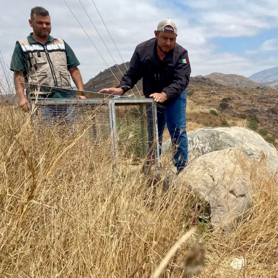 Ciruga a mapache herido