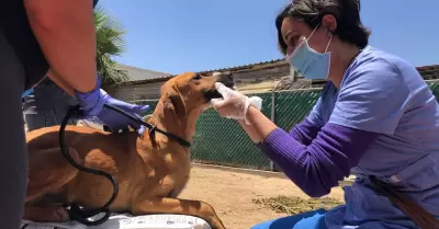 Valoracin de perros y gatos de albergue clausurado