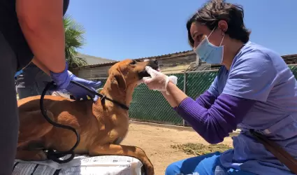 Valoracin de perros y gatos de albergue clausurado