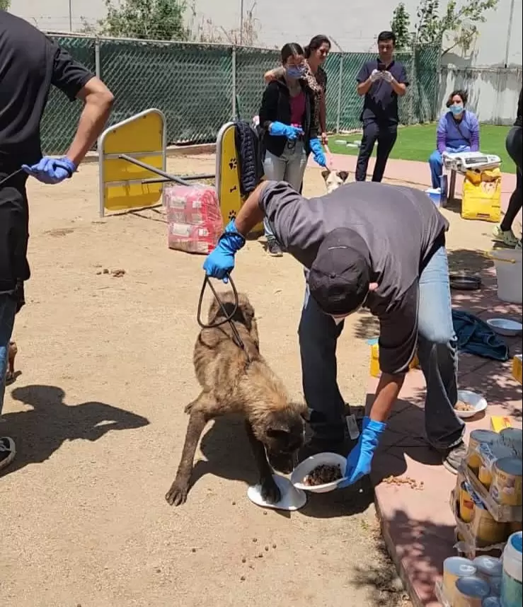 Valoracin de perros y gatos de albergue clausurado