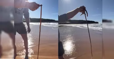 Gusano de playa de Australia