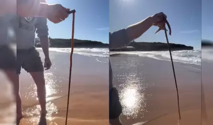 Gusano de playa de Australia