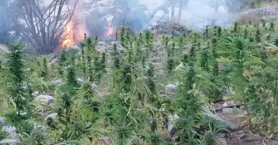 Plantos de marihuana