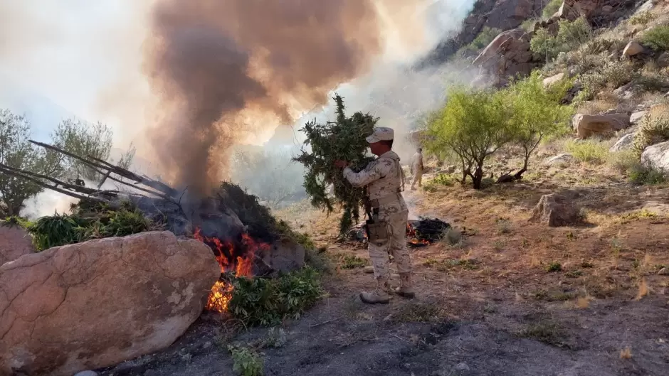 Colaboran FESC y SEDENA en hallazgo y destruccin de ms de 1 milln de plantas de marihuana