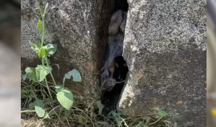 Rescatistas salvan a un cachorro atrapado en rocas