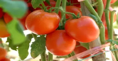 Tomates rojos