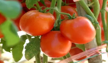 Tomates rojos