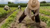 Ley Agricultura Urbana Sustentable