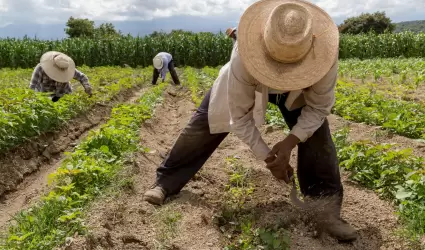 Ley Agricultura Urbana Sustentable