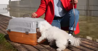 Cuidado responsable de perros