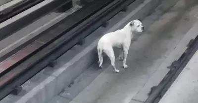 Perrito en la lnea 9 del Metro