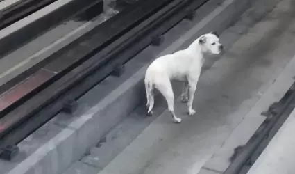 Perrito en la lnea 9 del Metro