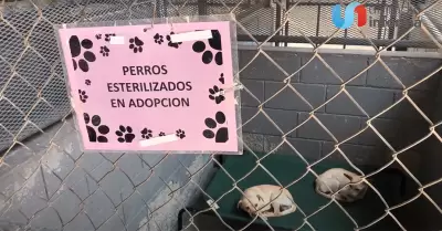 Perros por adoptar