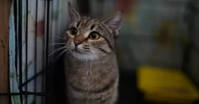 Un gato en un refugio.