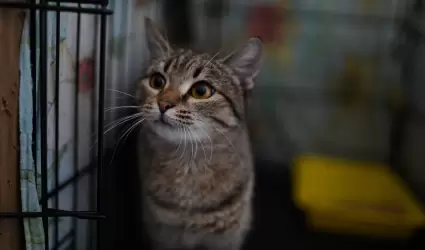 Un gato en un refugio.