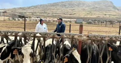 Avanza SADERBC en proyecto binacional de salud animal