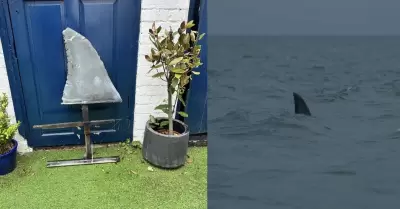 Aleta de tibur�n falsa