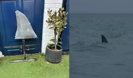 Aleta de tibur�n falsa