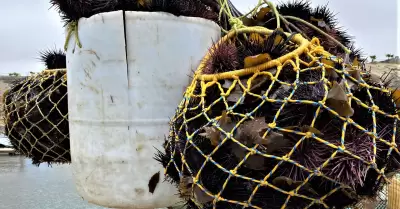 Llama SEPESCA BC al aprovechamiento responsable del Erizo Rojo de Mar