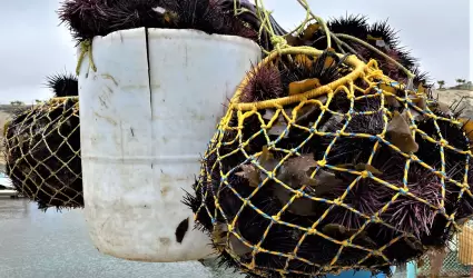 Llama SEPESCA BC al aprovechamiento responsable del Erizo Rojo de Mar