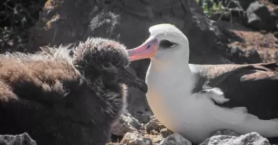 Anidacin de albatros patas negras