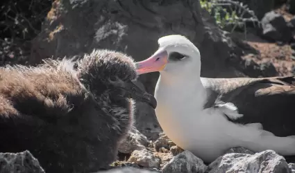 Anidacin de albatros patas negras