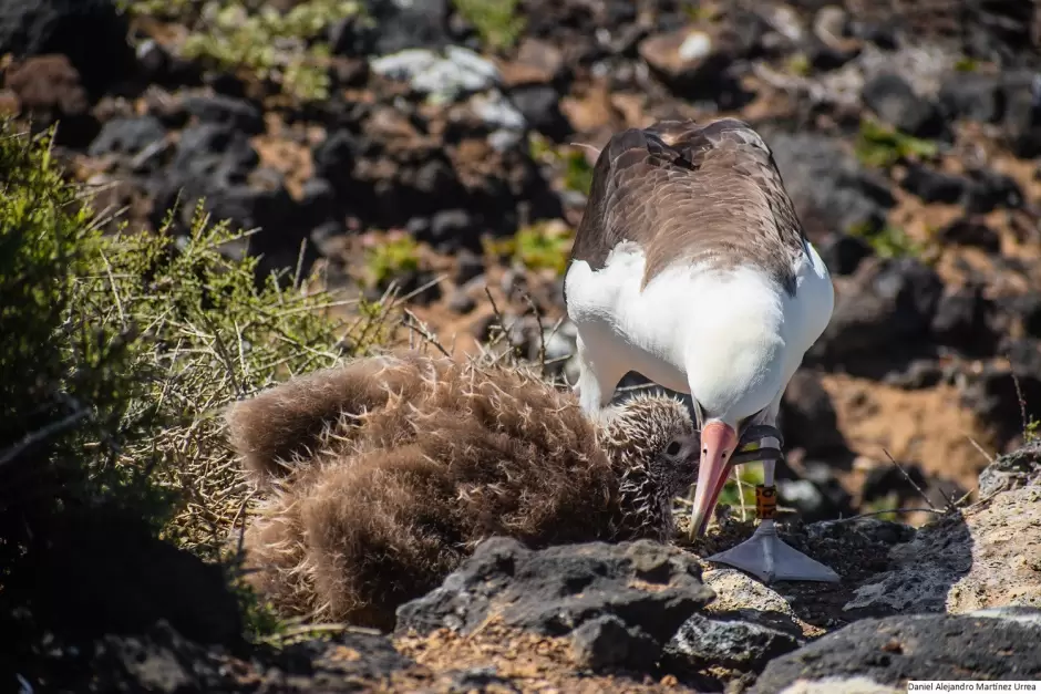 Anidacin de albatros patas negras