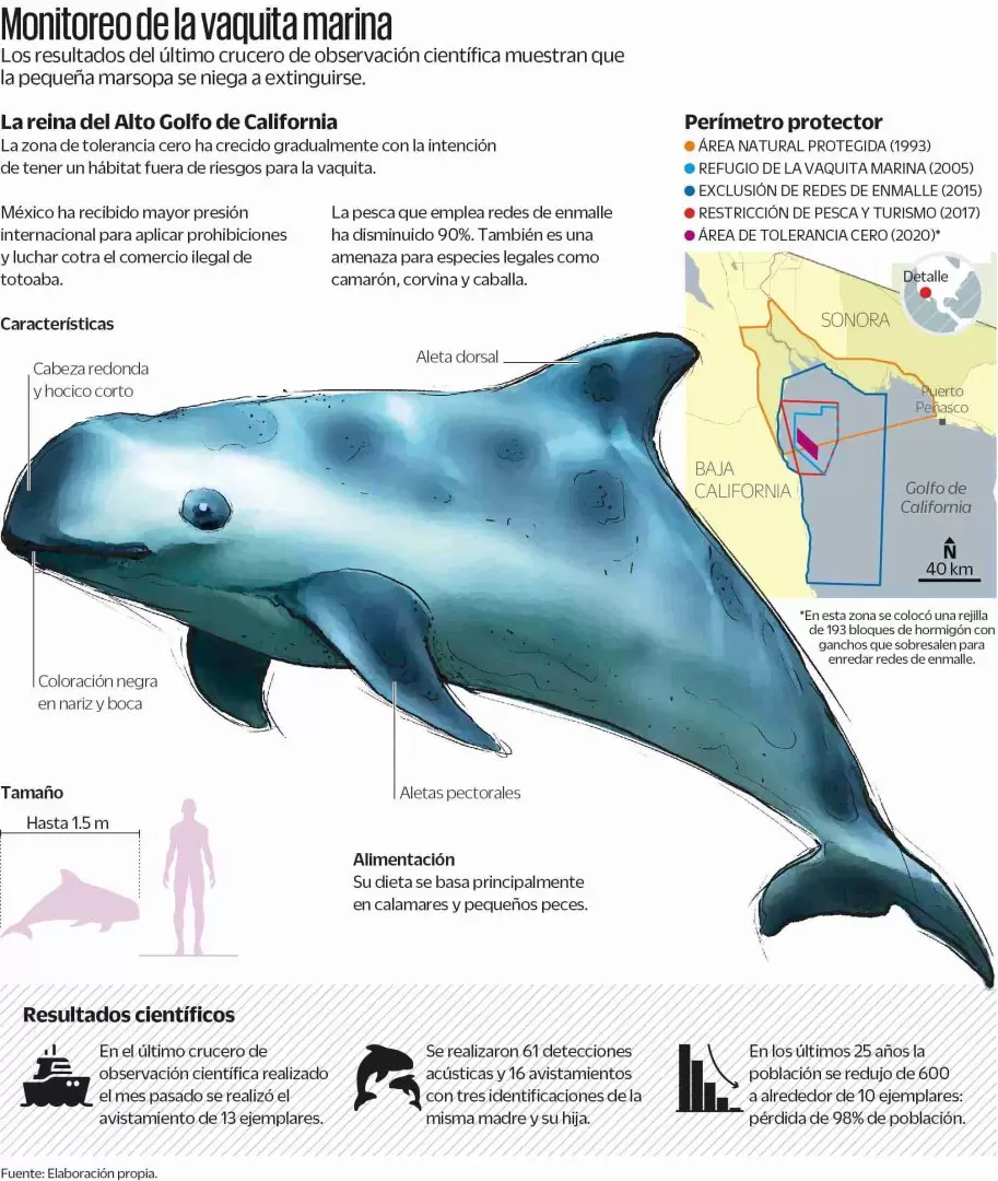 La vaquita marina es una especie endmica del Golfo de California.