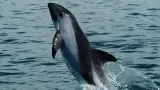 Vaquita marina