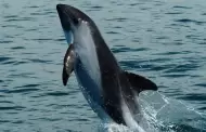 Reducen zona protegida de vaquita marina en el Golfo de California