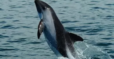 Vaquita marina