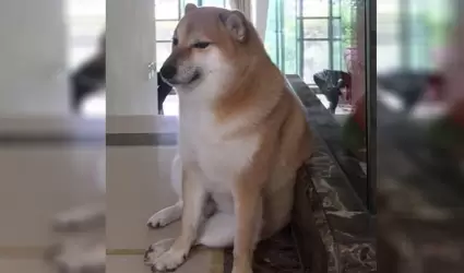 "Cheems" el perro utilizado en memes fue diagnosticado con c�ncer