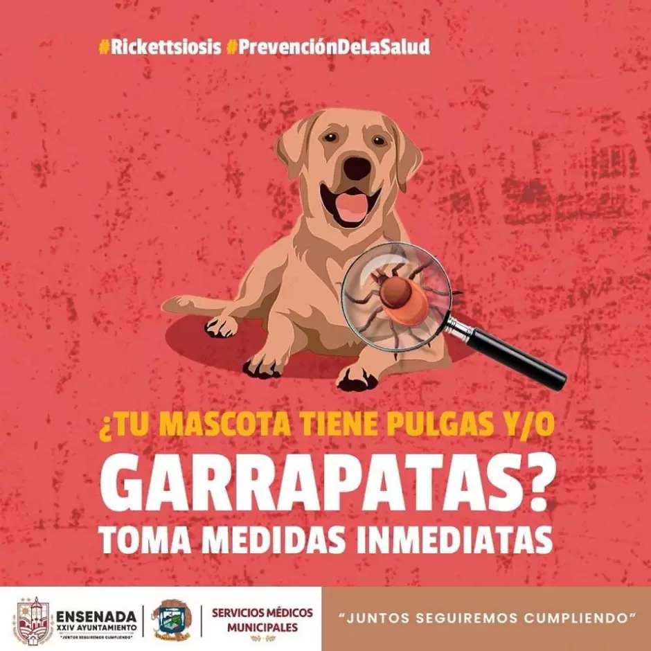 Medidas preventivas contra la rickettsiosis