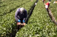EU alerta por contrataci�n ilegal de extranjeros indocumentados