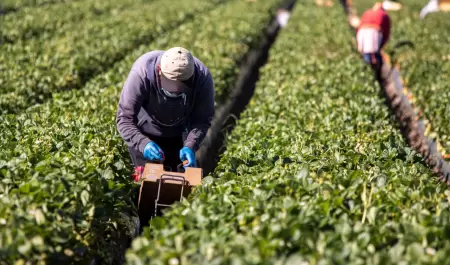 Trabajadores agr�colas indocumentados